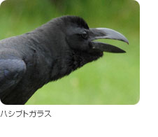 ハシブトガラス