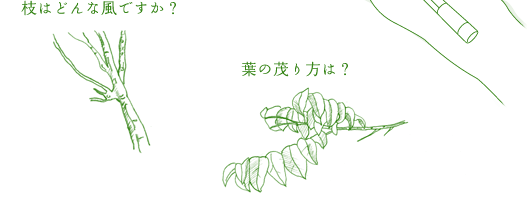 枝はどんな風ですか?葉の茂り方は?