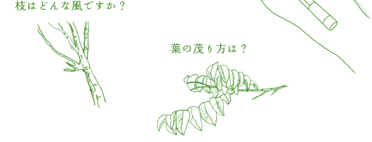 枝はどんな風ですか？葉の茂り方は？