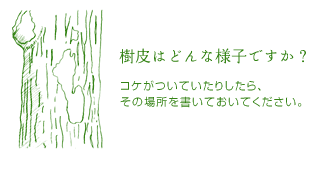 樹皮はどんな様子ですか?コケがついていたりしたら、その場所を書いておいてください。