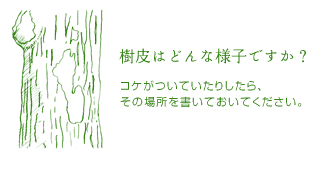 樹皮はどんな様子ですか？コケがついていたりしたら、その場所を書いておいてください。