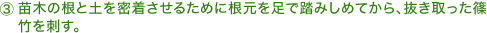 ３．苗木の根と土を密着させるために根元を足で踏みしめてから、抜き取った篠竹を刺す。