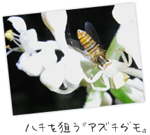 ハチを狙う「アズチグモ」
