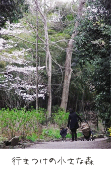 行きつけの小さな森