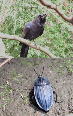 日本の森のスカベンジャー　ハシブトガラスとオオヒラタシデムシ