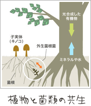 植物と菌類の共生