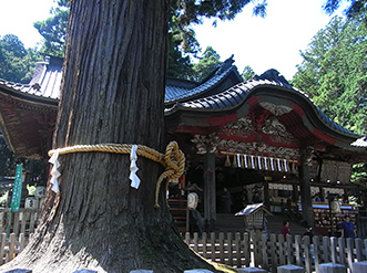 拝殿前向かって左手に立つ、ご神木・「冨士太郎杉」