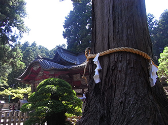 拝殿の向かって右手に立つ、ご神木・「冨士夫婦檜」