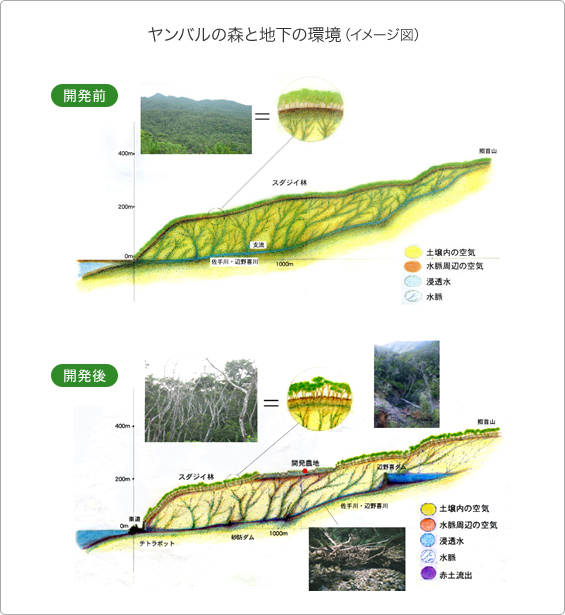 ヤンバルの森と地下の環境（開発前と開発後のイメージ図）：NPO法人杜の会より