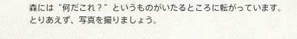 森には“何だこれ？”というものがいたるところに転がっています。とりあえず、写真を撮りましょう。