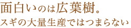 面白いのは広葉樹。スギの大量生産ではつまらない