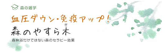 血圧ダウン・免疫アップ! 森のやすら木（ぎ）