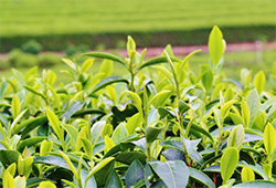 茶の木（チャノキ）の芽