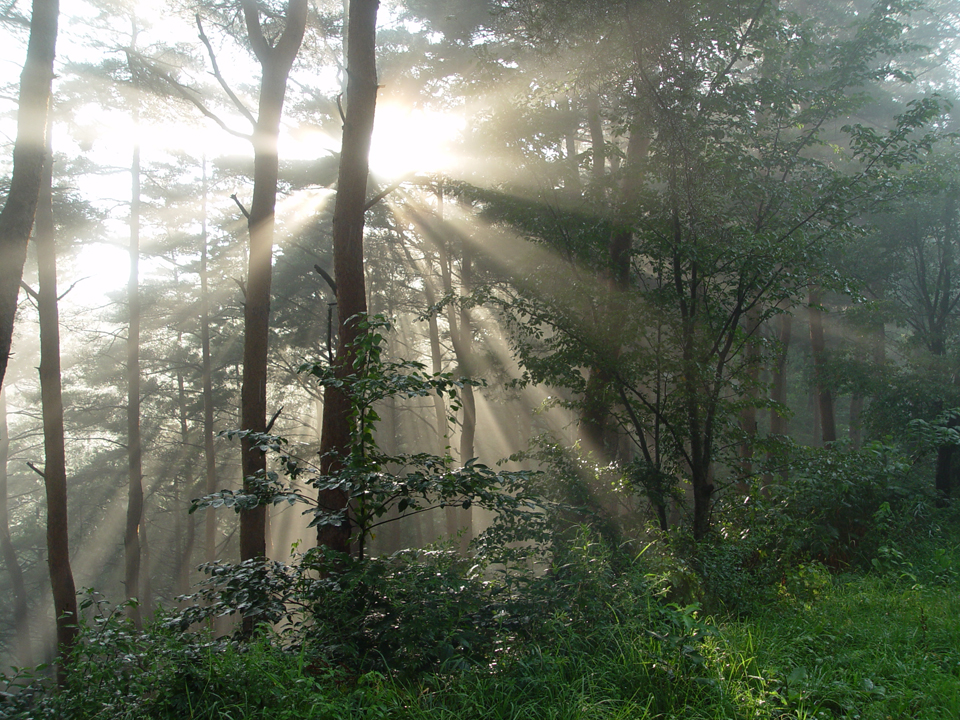 長峰山の木漏れ日