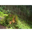 タイトル：300年を生きた吉野杉
