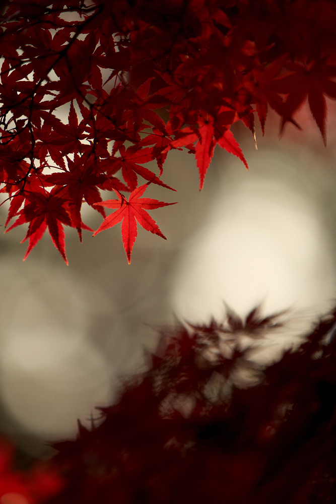 red leaves.