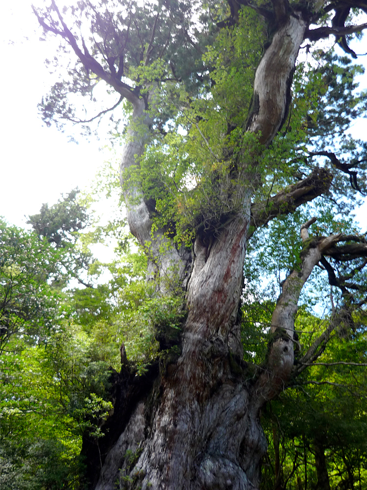 屋久杉