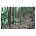 タイトル：【資料】間伐が必要な吉野川上村の森