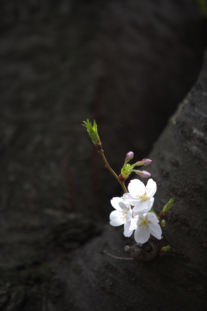 sakura