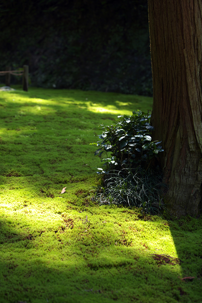 green carpet