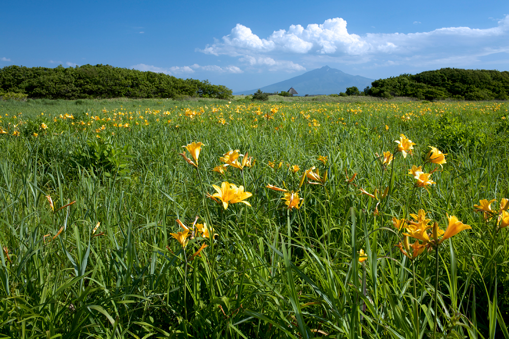 初夏の田代湿原