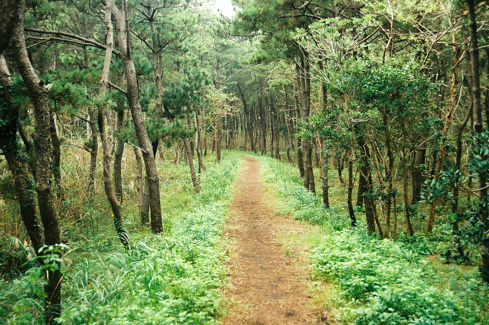 林間の道（一宮海岸）