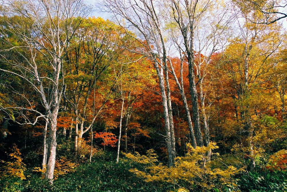 紅葉の森２