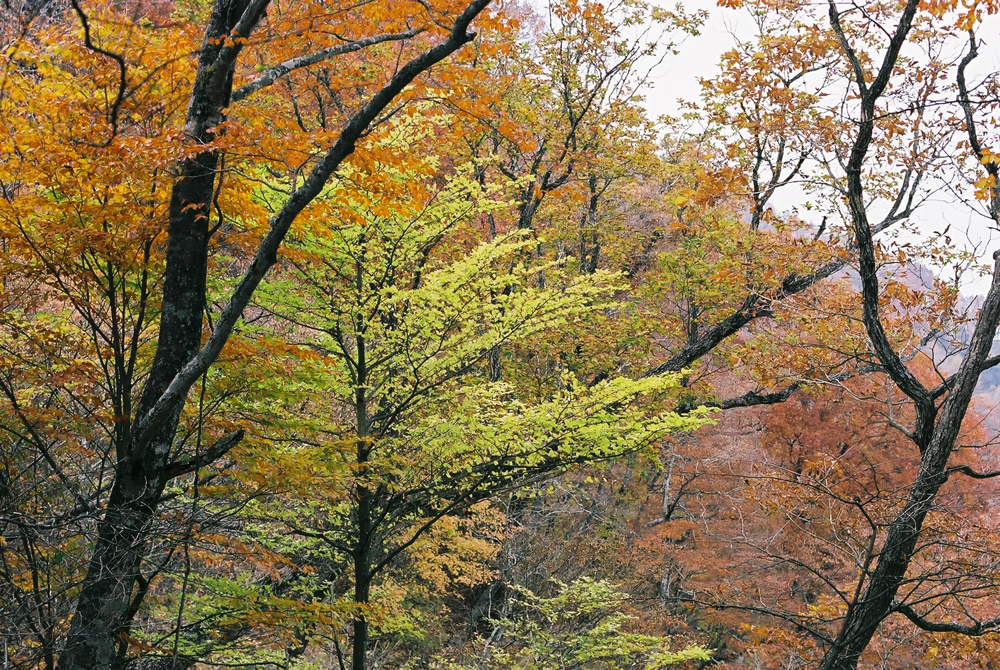 紅葉の森（御坂峠）