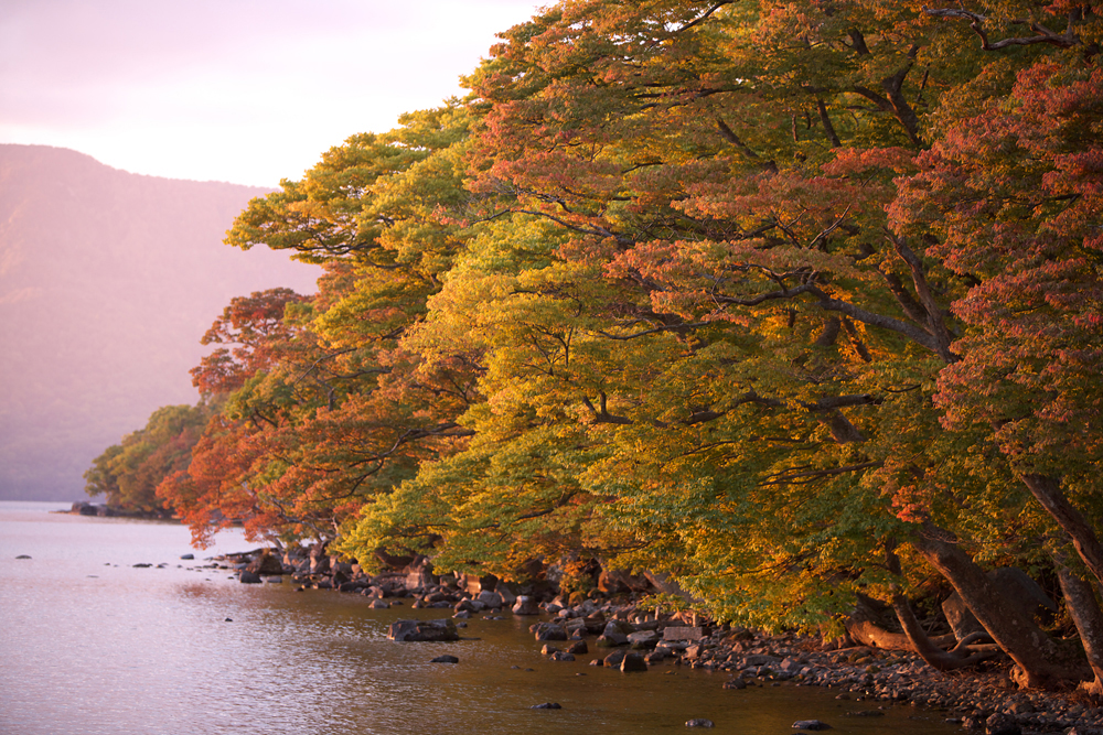 紅葉夕照