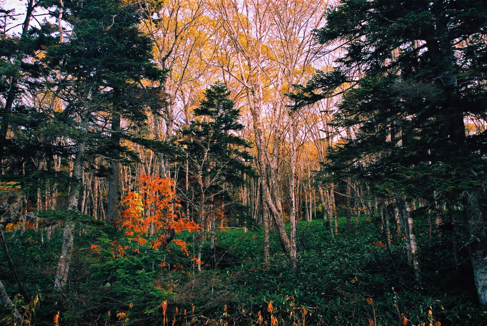 尾瀬：沼山峠