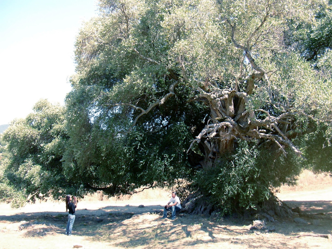 樹齢３５００年　オリーブの木