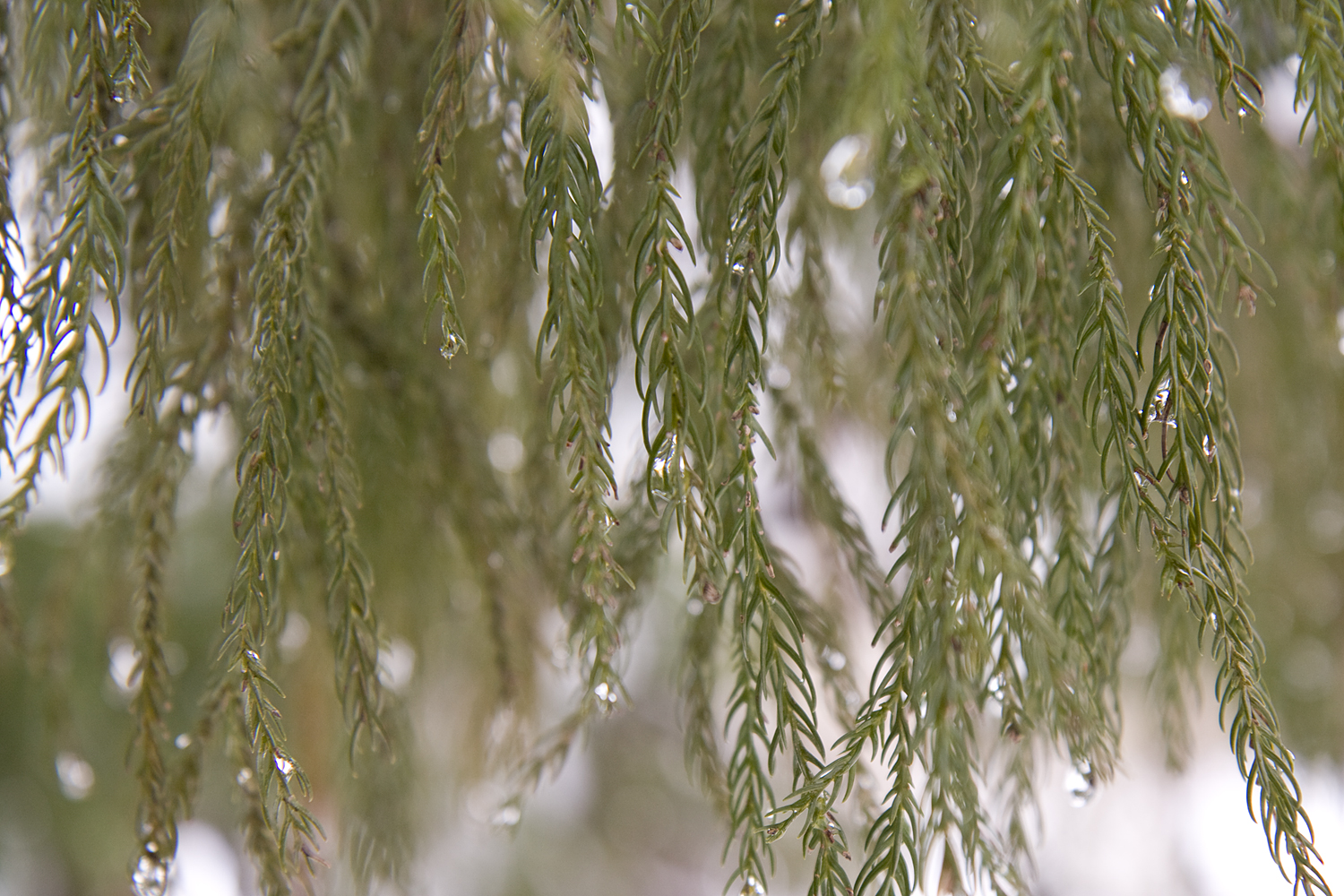 雪解けの水滴