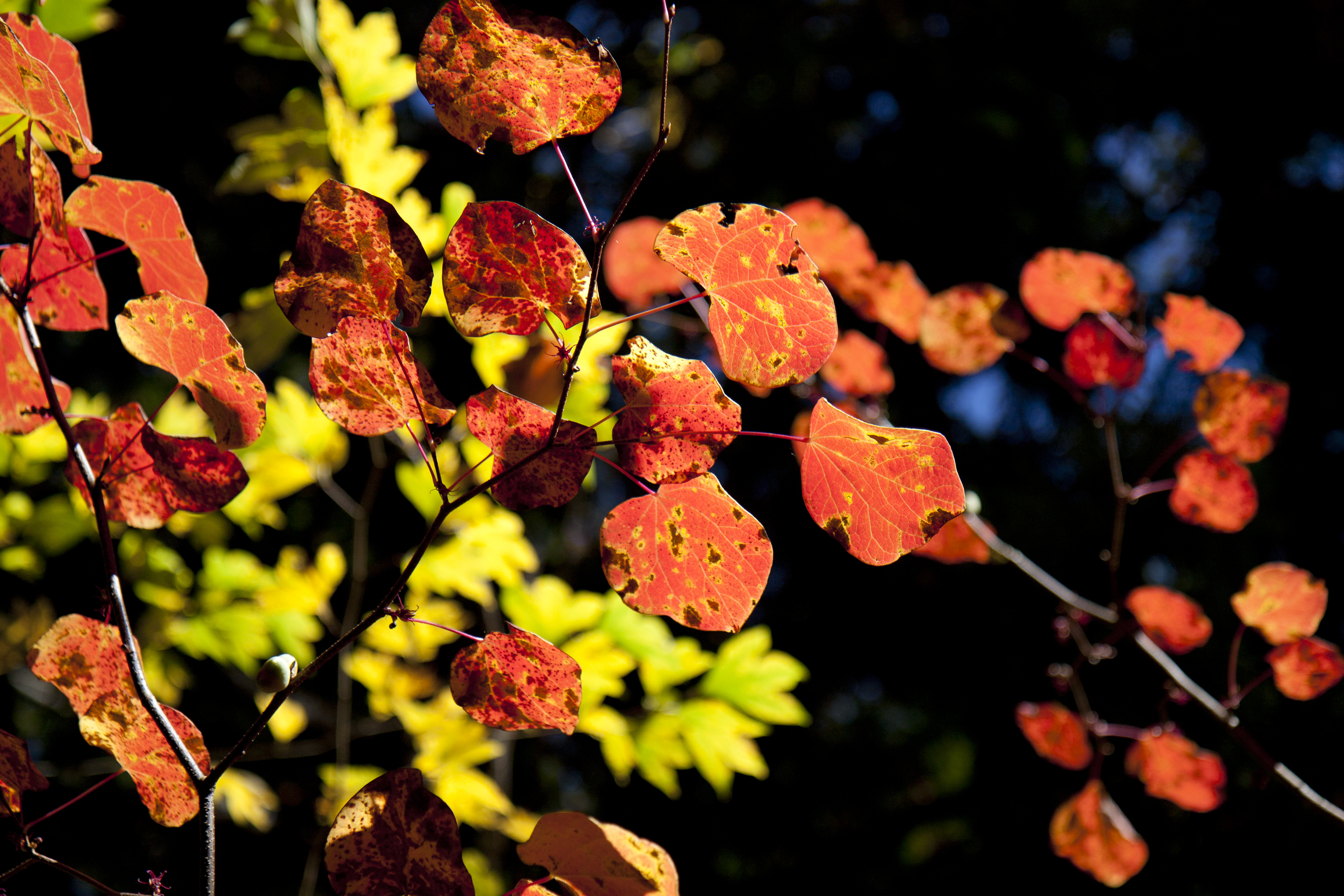 紅葉