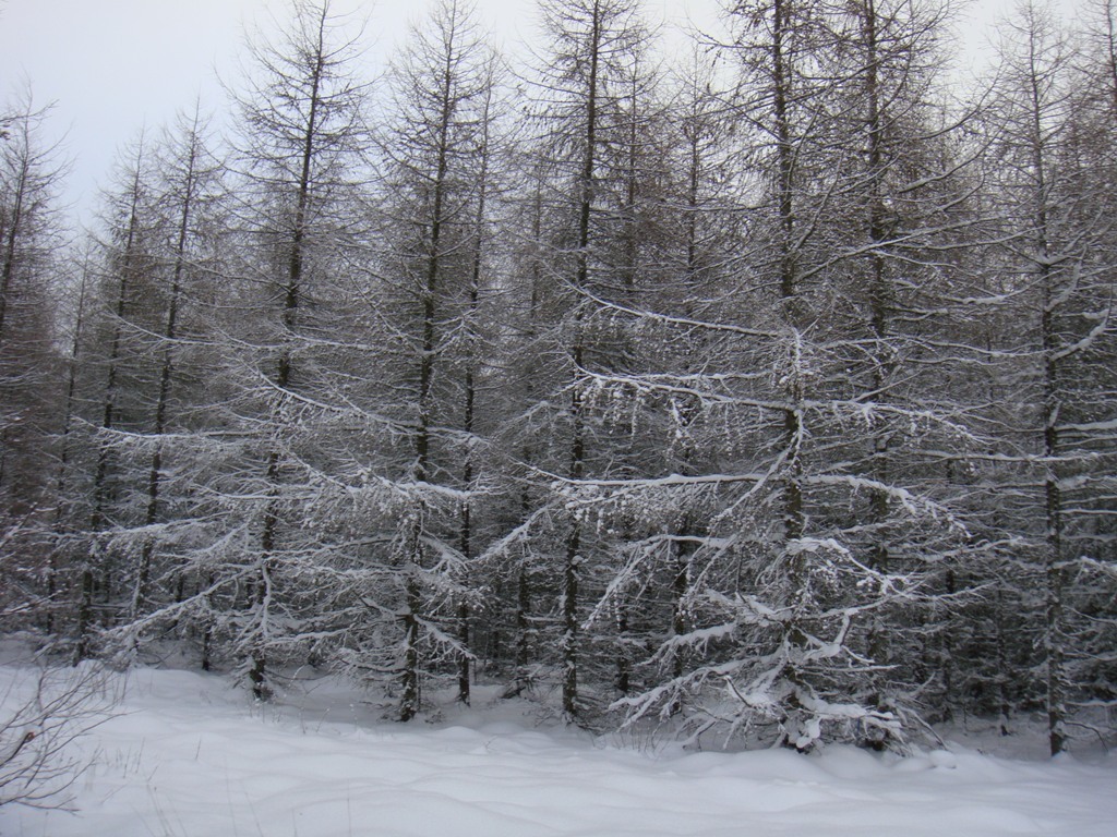 雪の森