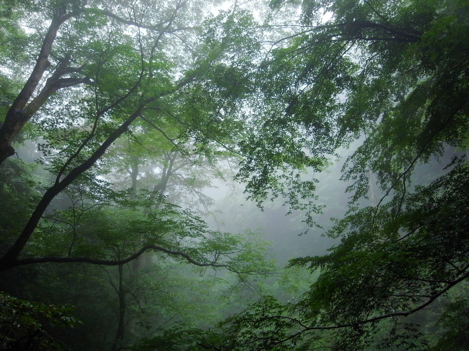 霧の高尾山