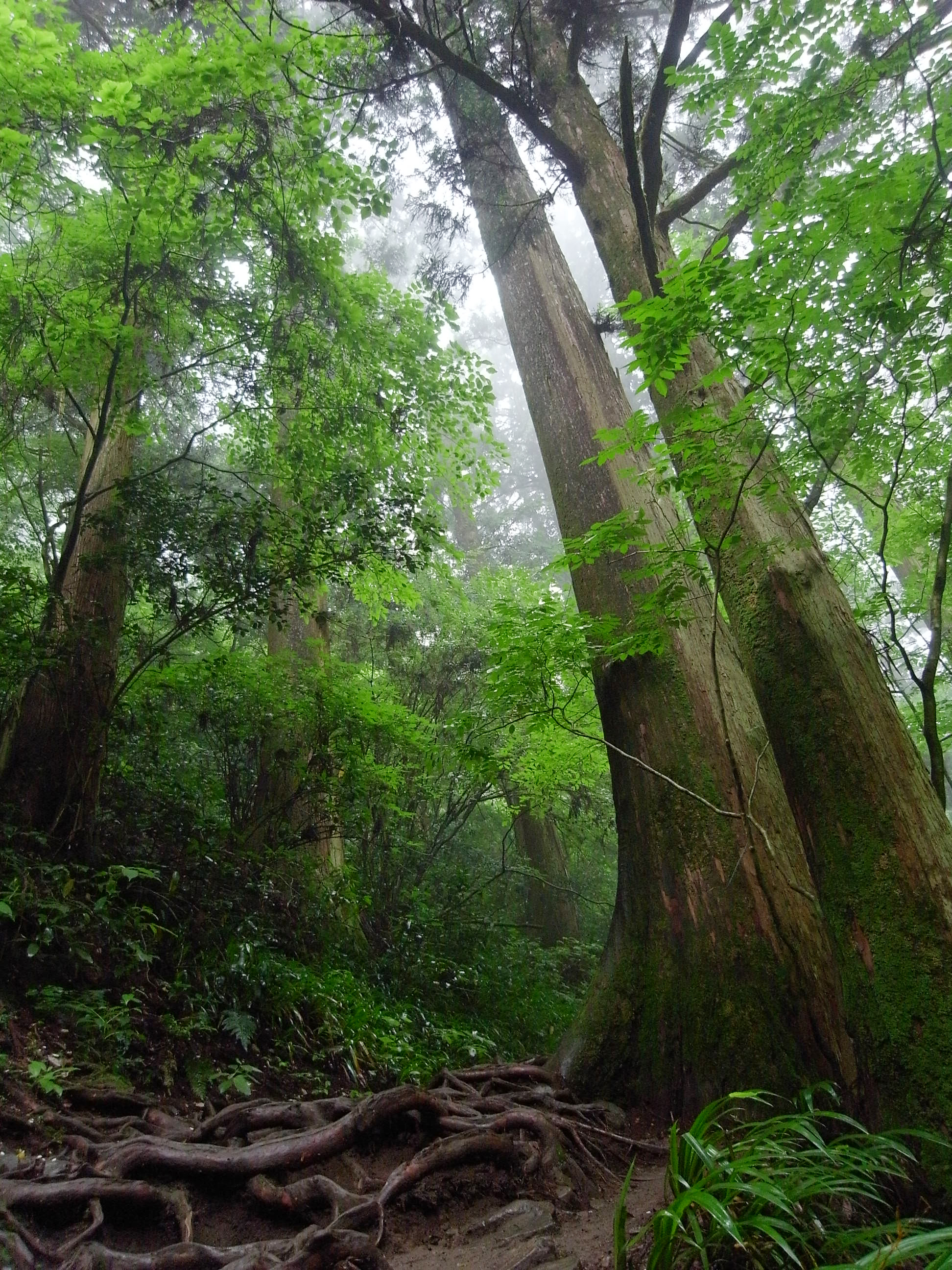 山道にそびえる杉