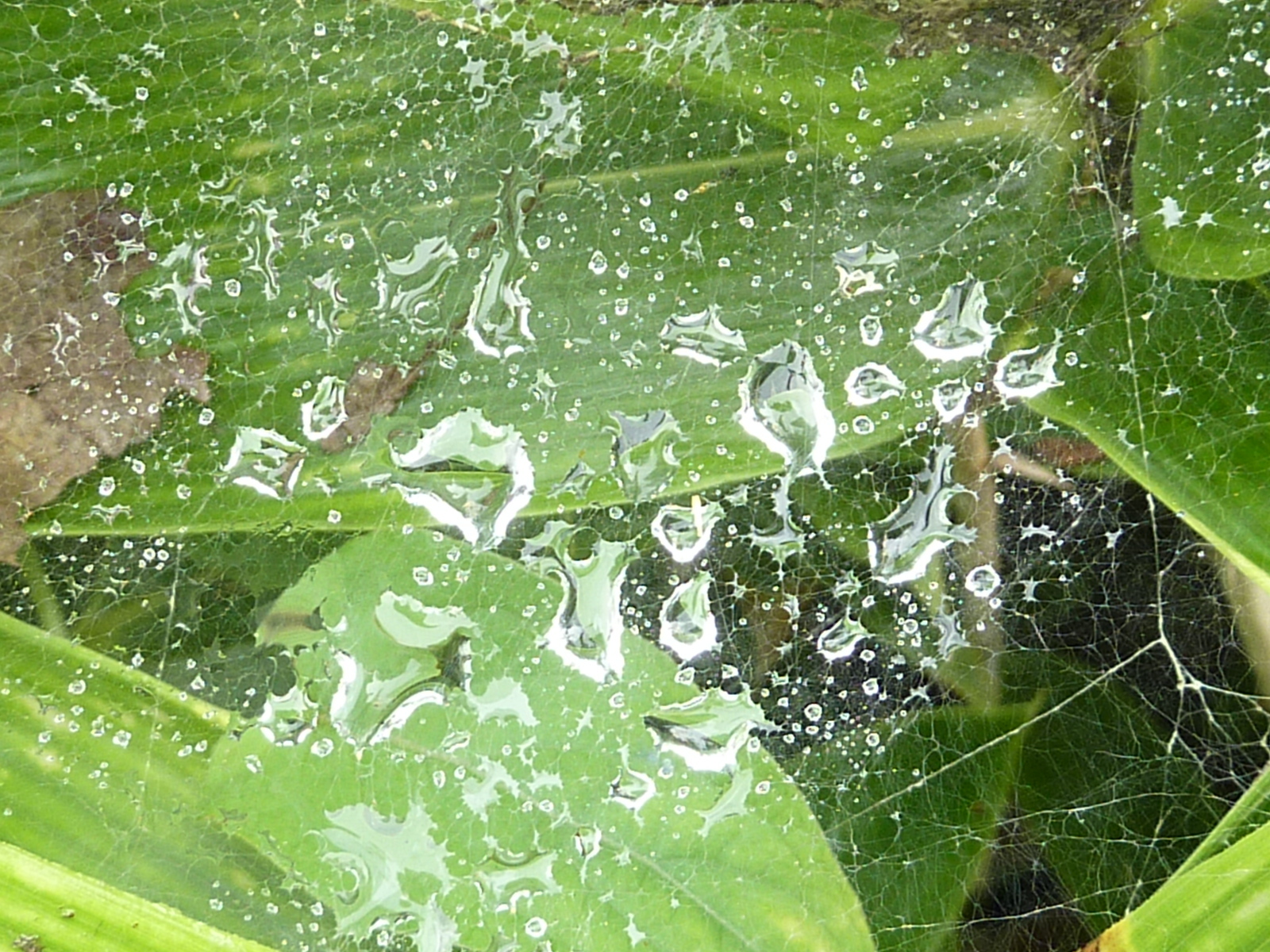 雨もよう