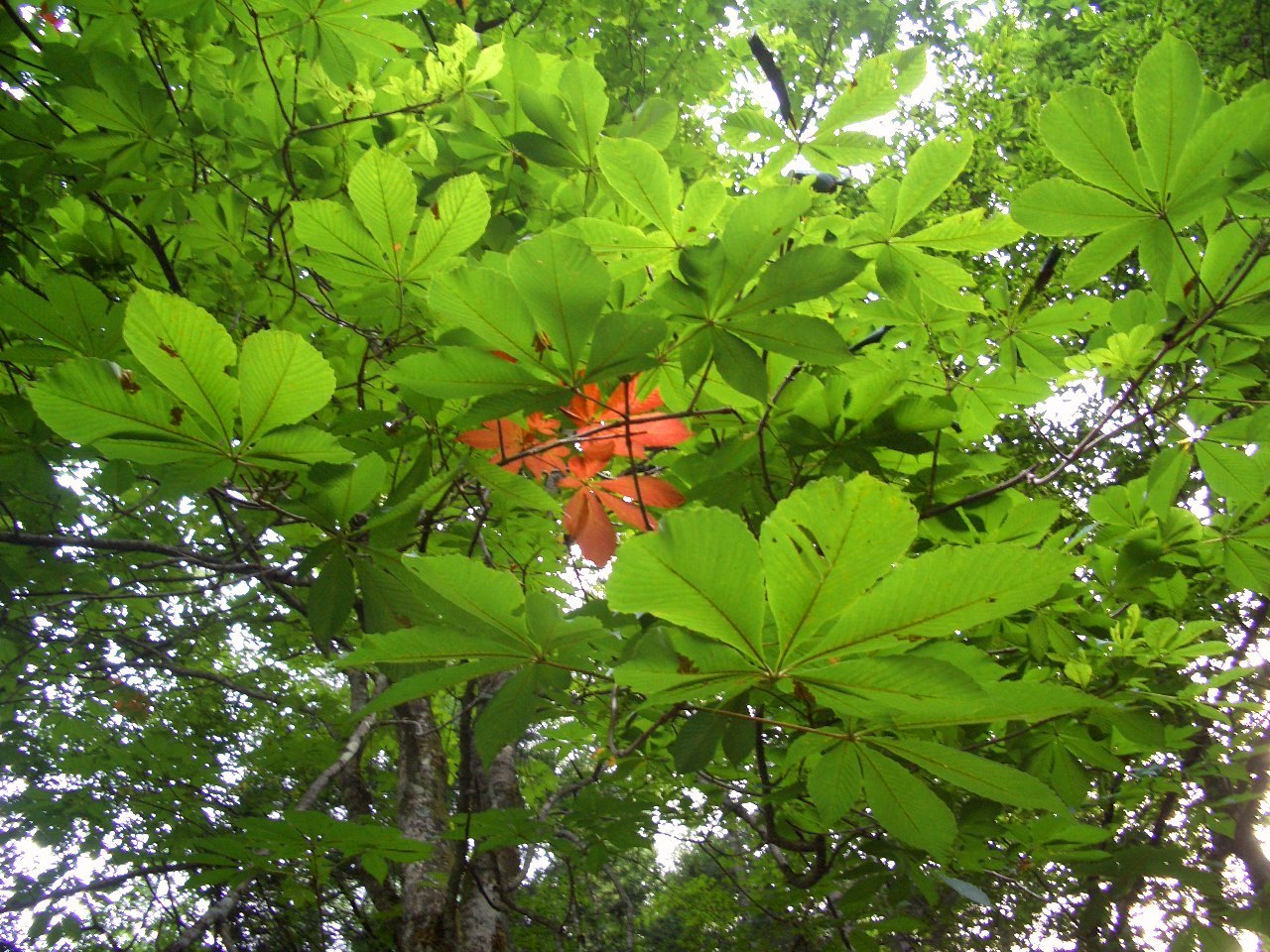 紅一点