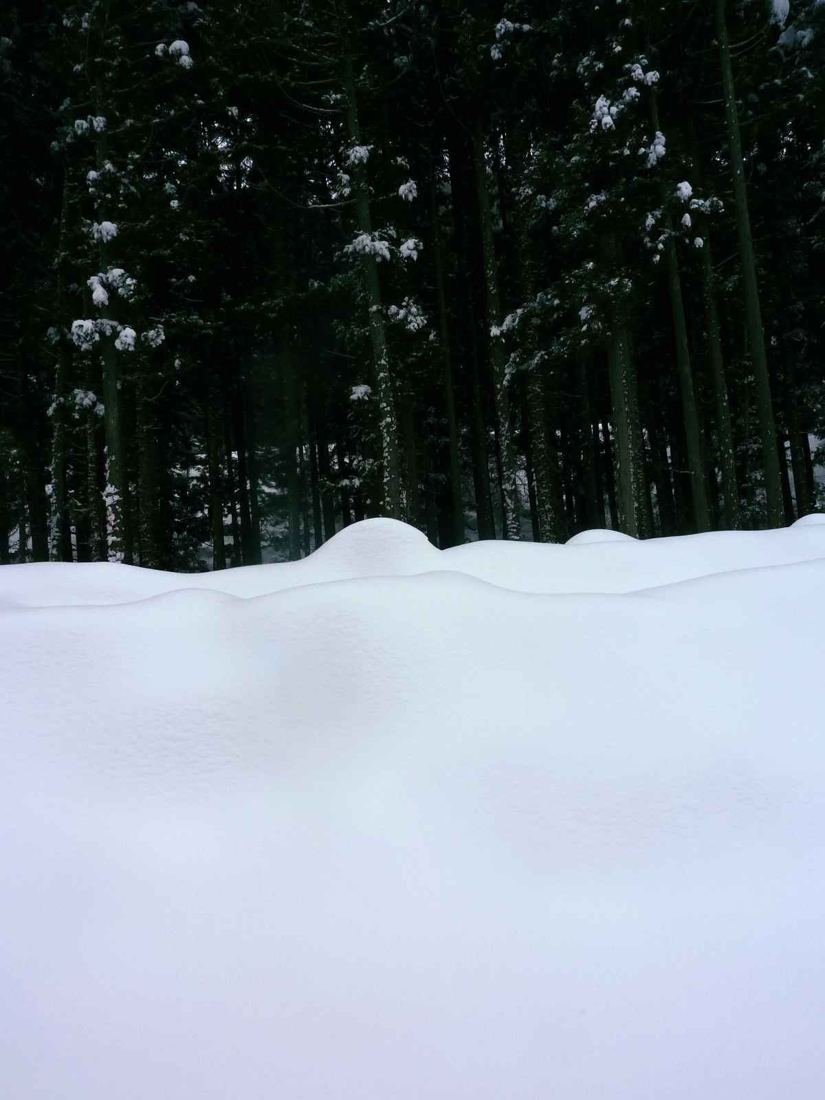 杉と雪。