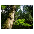 タイトル：原生林の杉と新緑