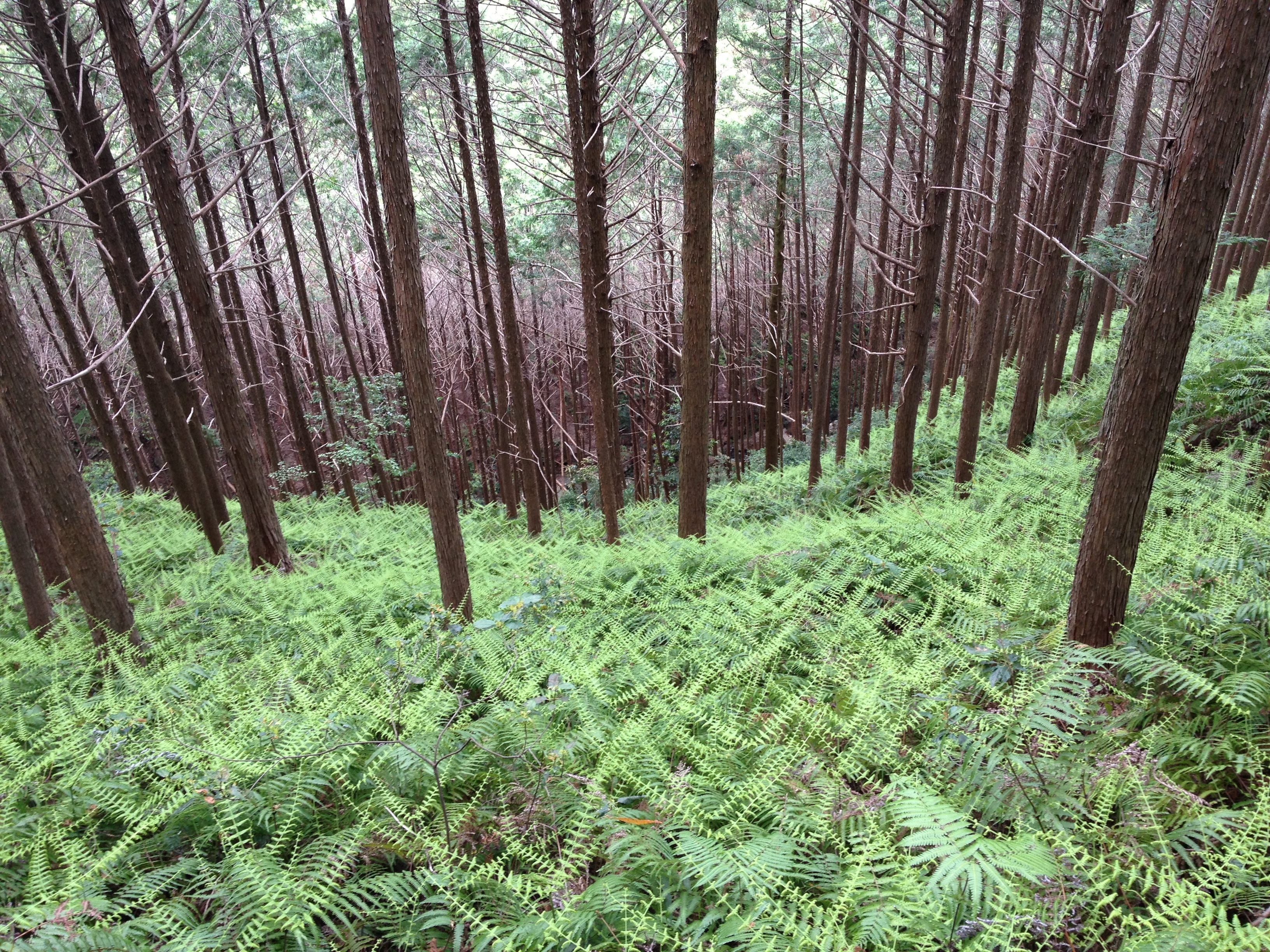 新芽の季節