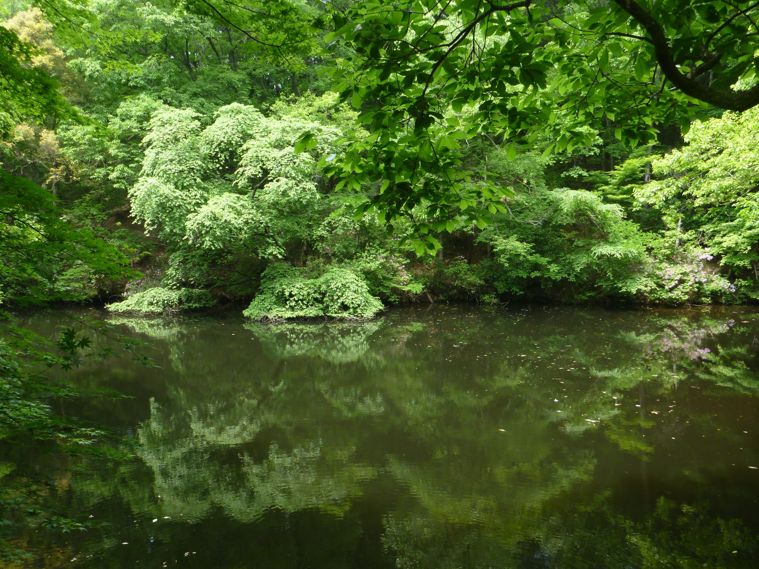 原生林の池