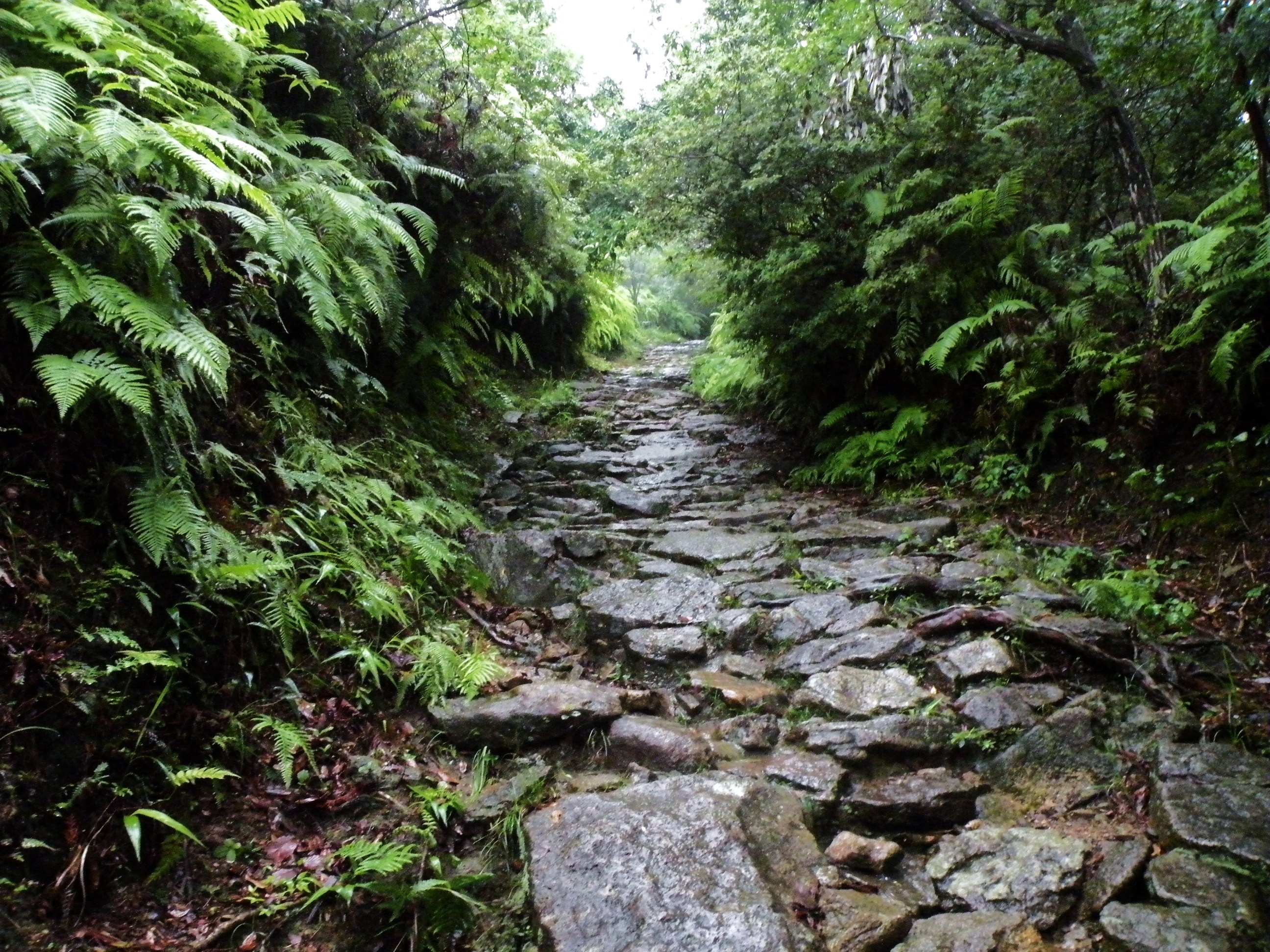 雨にますます緑が映える馬越道