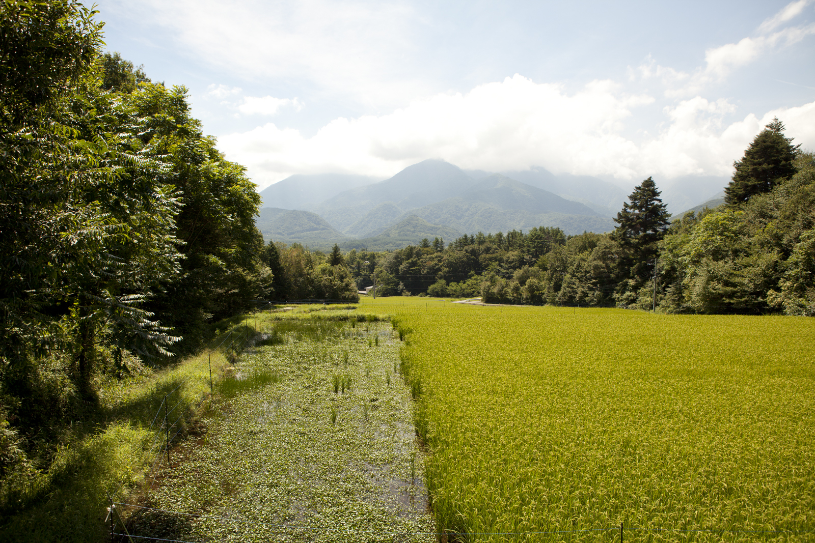 夏の里山