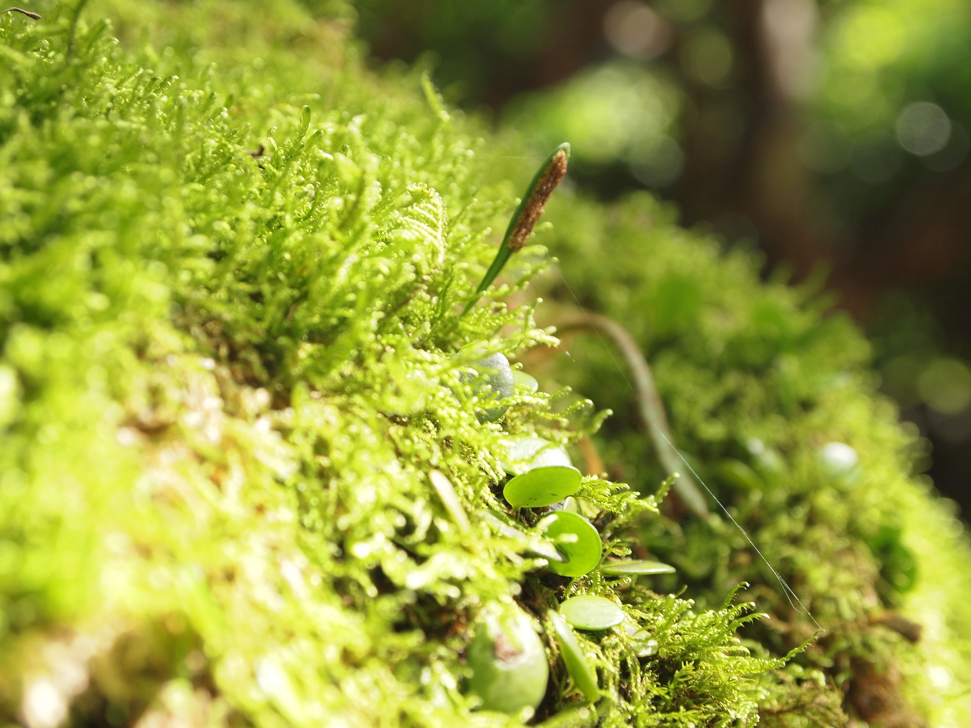 苔と光。