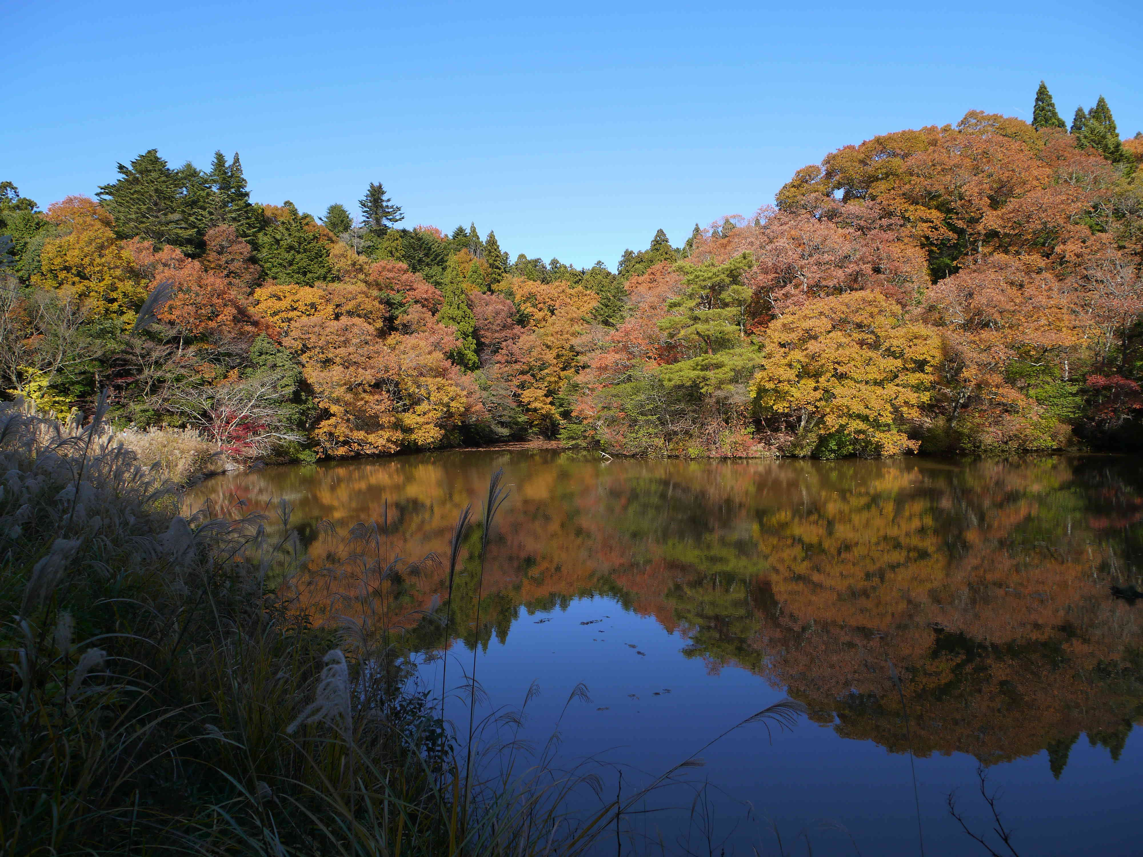 春日山の紅葉