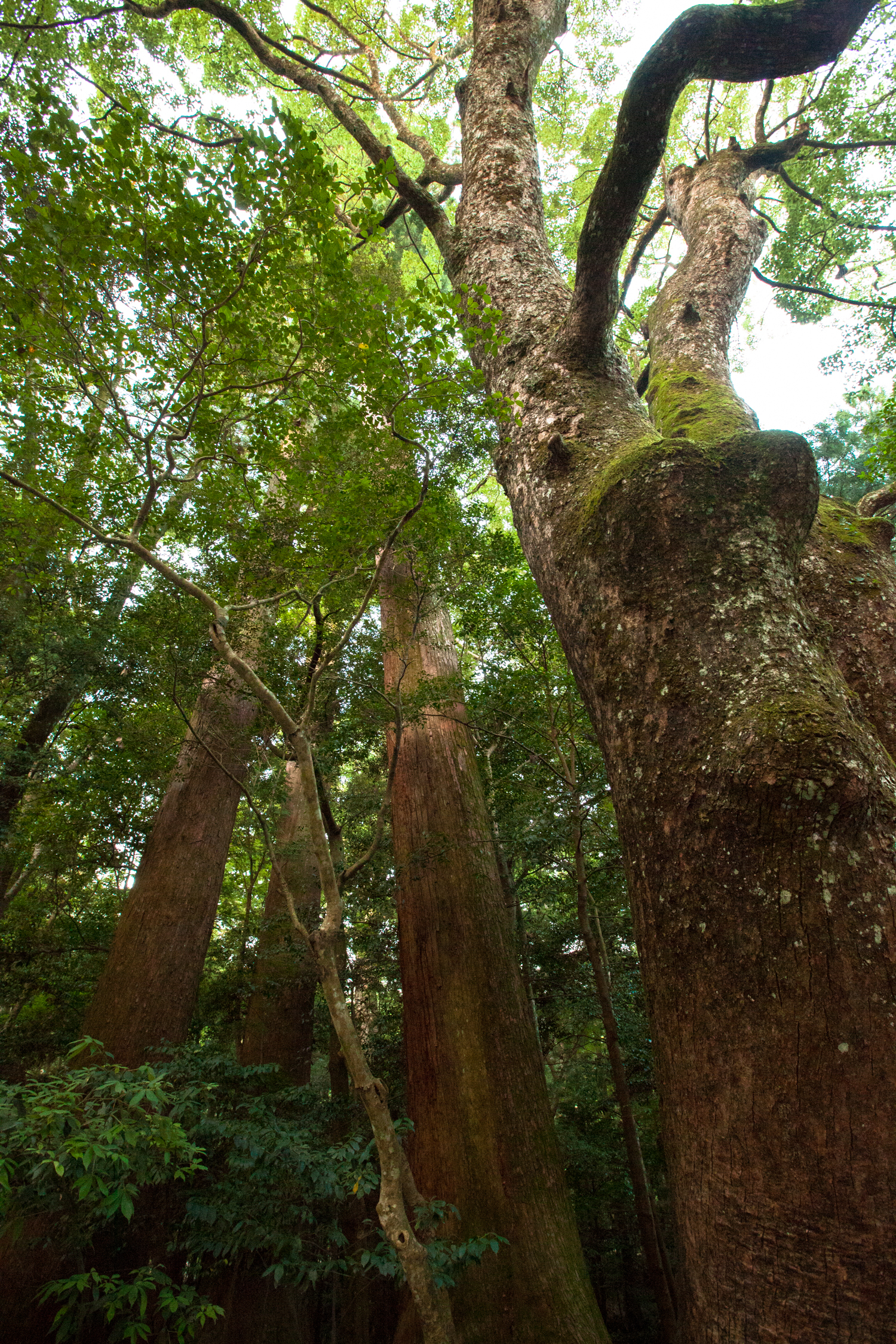 伊勢神宮の森