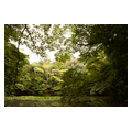 タイトル：伊勢神宮の森