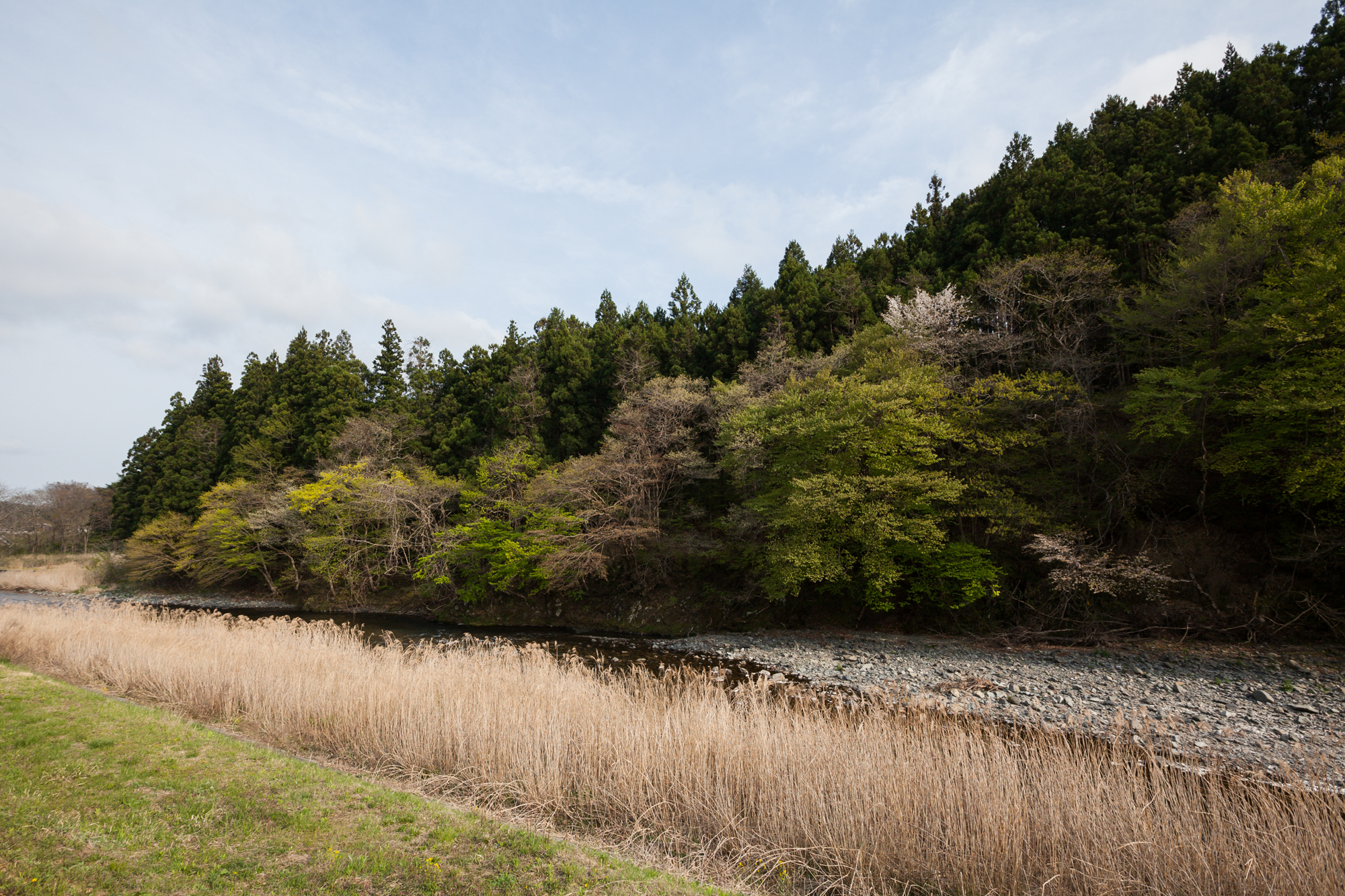 新緑と桜