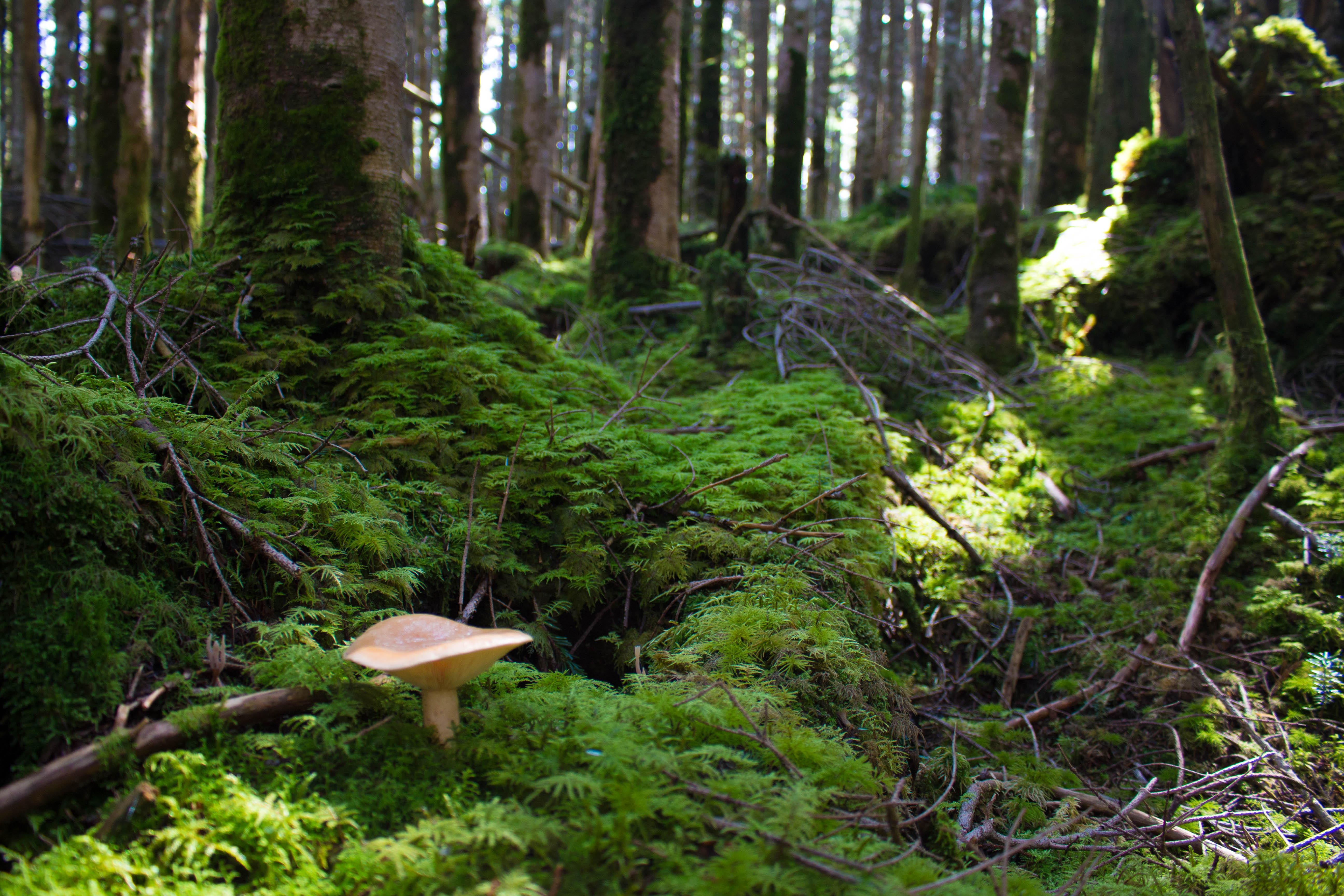 特大キノコと苔の森